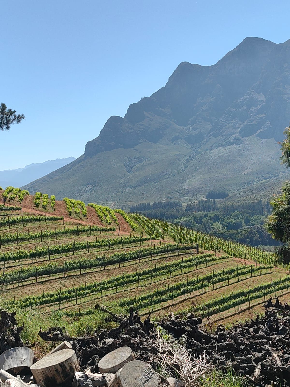 Scenic Winelands Farm Crops with Mountains